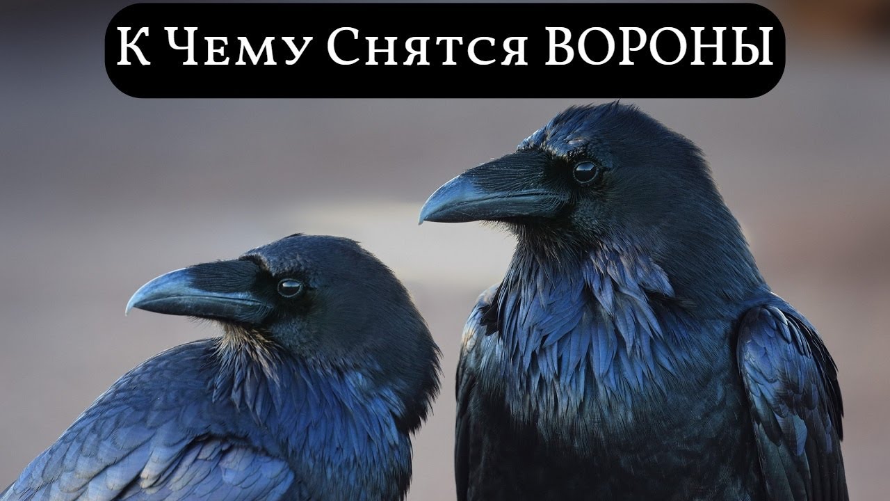 К чему снятся вороны