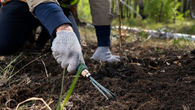 Что делать на огороде в августе