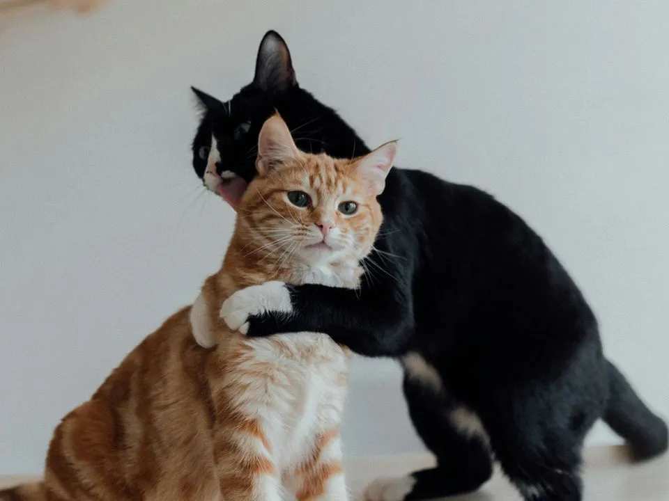 Кошки и коты: различия в поведении и характере