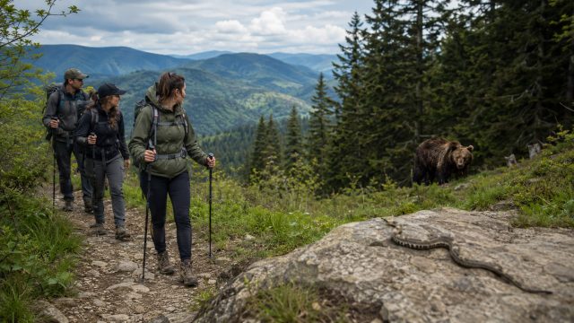 Дикие животные в Карпатах: как туристам вести себя при встрече со змеей, медведем, волком, рысью или кабаном