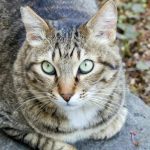 Во Львове ввели карантин из-за бешенства у кота: где действуют ограничения