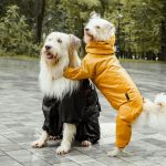 Сбор денег для бездомных животных в Малине - pexels-photo-8499241[1]