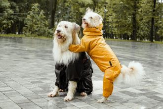 Сбор денег для бездомных животных в Малине - pexels-photo-8499241[1]