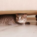 Действительно ли кошки чувствуют изменение погоды.
