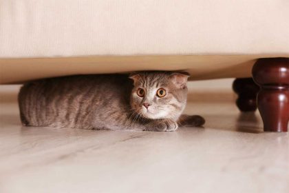 Действительно ли кошки чувствуют изменение погоды.