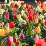 Что посадить осенью, чтобы весной клумба зацвела
